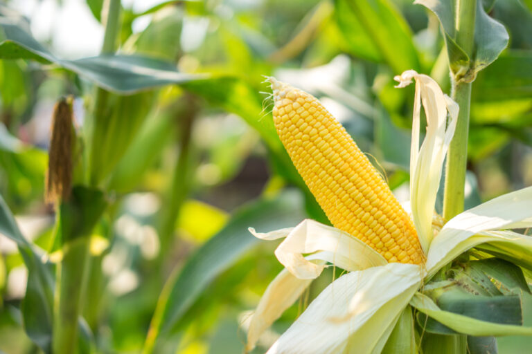 Ear,Of,Yellow,Corn,With,The,Kernels,Still,Attached,To